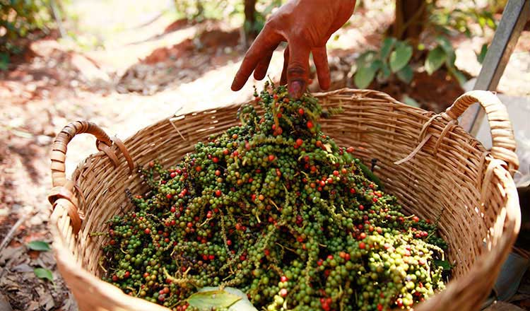 Farmers see pepper fetch high prices, despite low yield